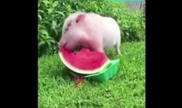 西瓜视频吃瓜猪娱乐,西瓜视频热门搞笑内容盘点