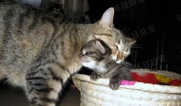 娱乐吃瓜酱猫妈妈视频大全