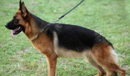 娱乐吃瓜酱德牧