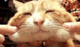 娱乐吃瓜猫捉鸟是真的吗,娱乐吃瓜猫捉鸟事件，真相究竟如何？