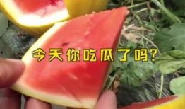 娱乐吃瓜名字大全,揭秘那些令人捧腹的“吃瓜”名字背后的故事