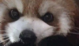 娱乐吃瓜酱小动物视频下载,小动物视频下载攻略，萌宠瞬间尽收眼底