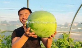 西瓜视频吃瓜猪娱乐,西瓜视频热门搞笑内容盘点