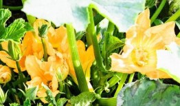 爱娱乐的吃瓜花,揭秘娱乐圈背后的那些事儿