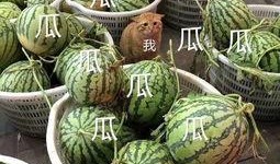 娱乐吃两瓜,娱乐吃两瓜，笑料横生乐翻天