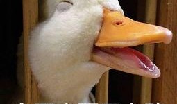 娱乐吃瓜鸭鸭鸭视频,鸭鸭鸭鸭视频带你领略娱乐圈新鲜事