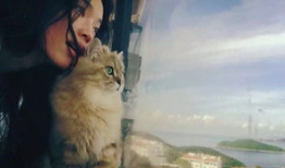 娱乐吃瓜君与猫,揭秘娱乐圈的萌宠生活