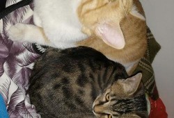 娱乐圈吃瓜猫是谁啊,揭秘神秘“吃瓜猫”的真实身份