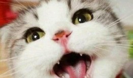 娱乐吃瓜君猫猫子,揭秘娱乐圈那些不为人知的幕后故事